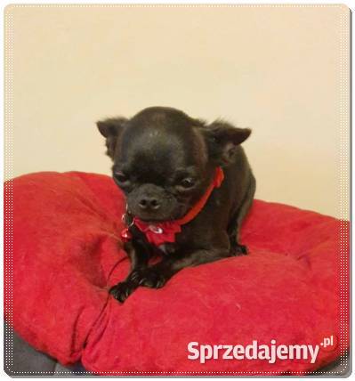 Maleńki Chihuahua Franio Częstochowa