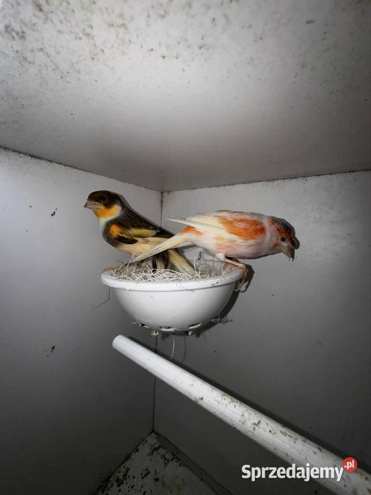 Kanarki Arlekin Skała