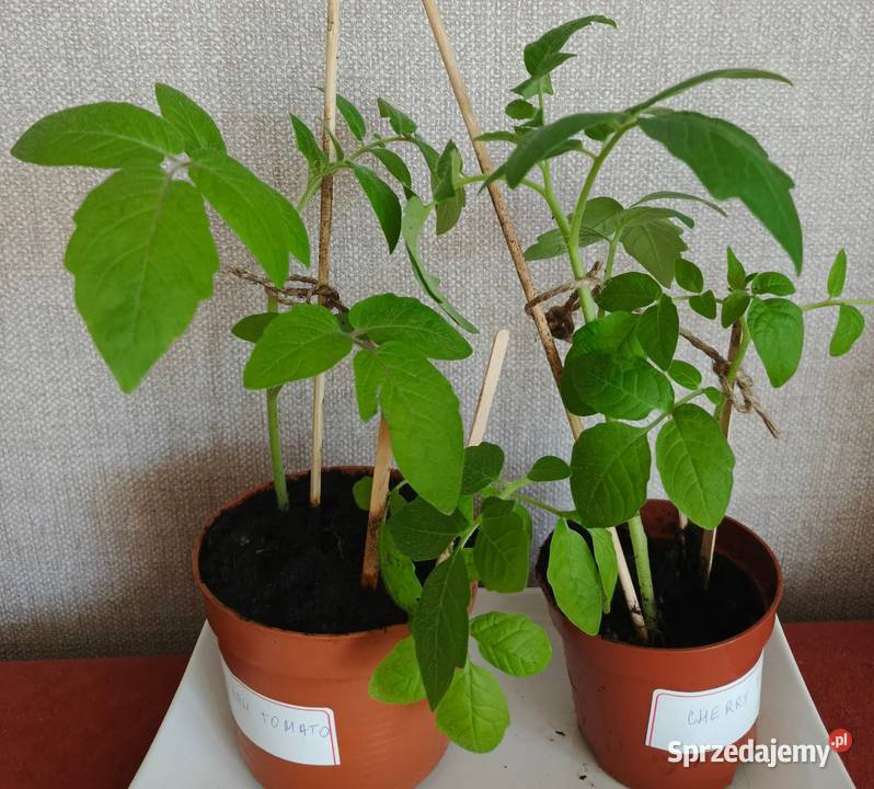 Sadzonki pomidorów Bio Łódź