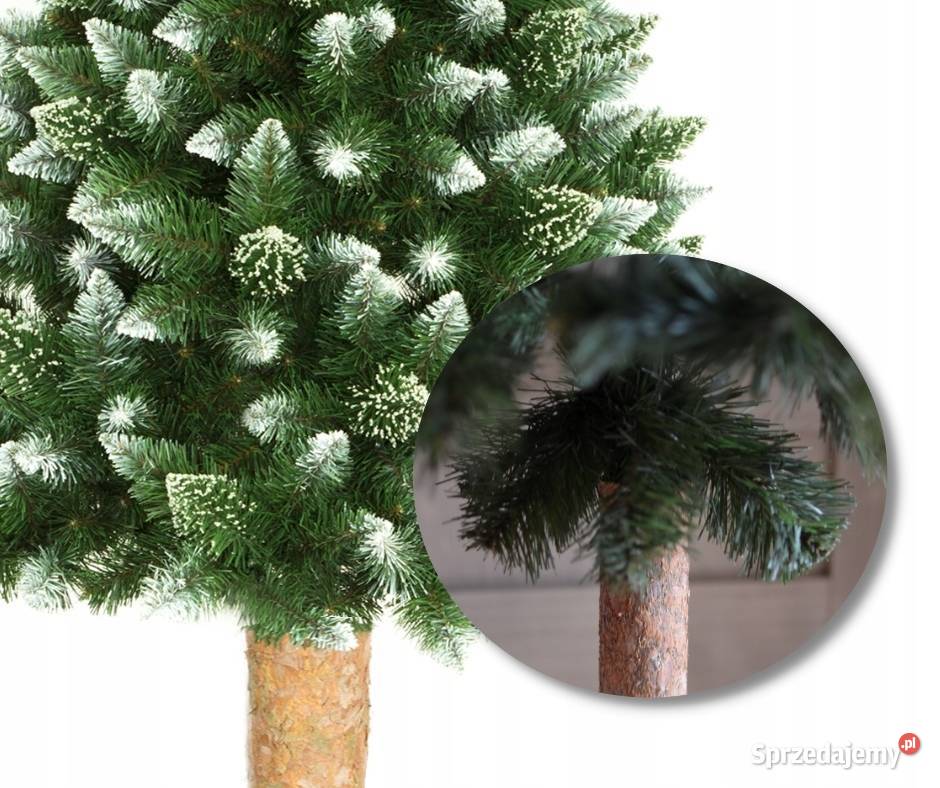 CHOINKA NA STOJAKU 180 SOSNA DIAMENTOWA PIEŃ sprzedam
