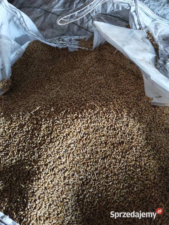 Sprzedam jęczmień jary pomorskie Starkowo