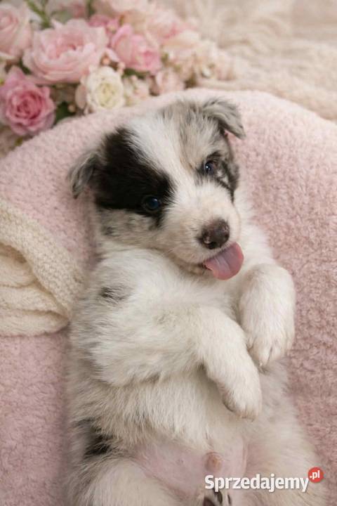 Border Collie szczeniak pies Łódź