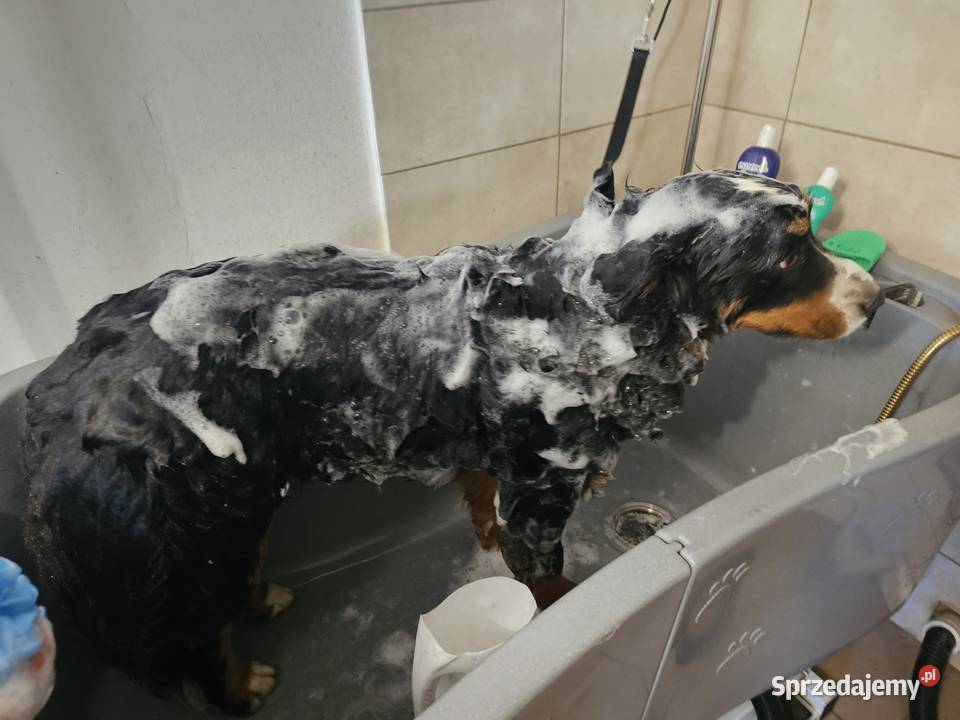 Salon groomerski psi fryzjer kąpiel strzyżenie Pozostałe Huta Mazowszańska