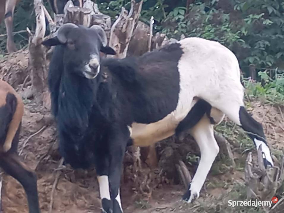 Sprzedam tryka Kamerun barbaros 2 lata i inne Braciejowa
