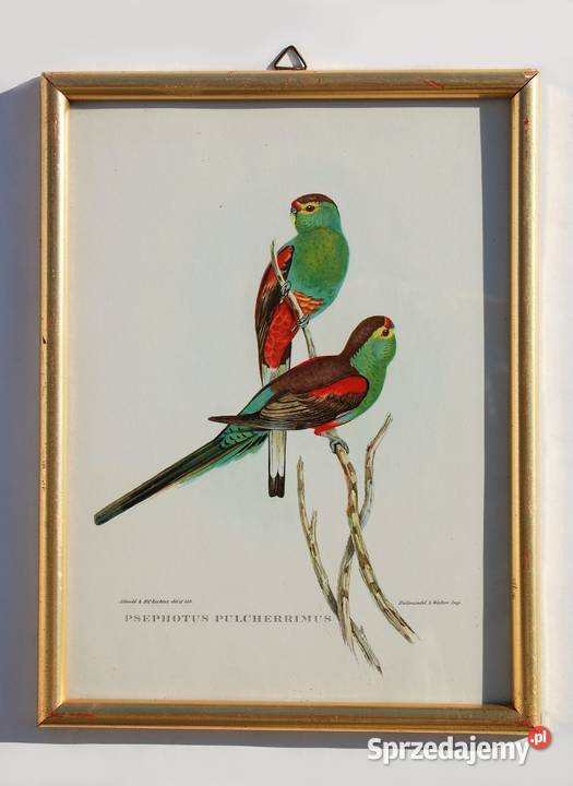 Papugi ptaki J Gould chromolitografia antyk Lublin