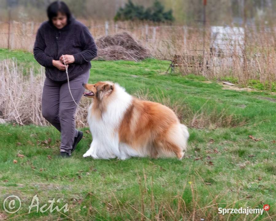 Owczarek Szkocki Collie suczka Multi Championie Janów sprzedam