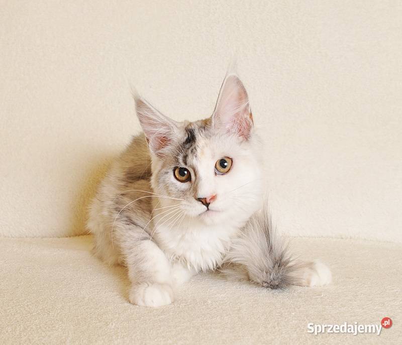 ŚliczMaine Coon z rodowodem PZFWCFna koteczka Białystok