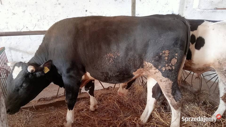 Byki opas do dalszej hodowli mazowieckie Sochaczew