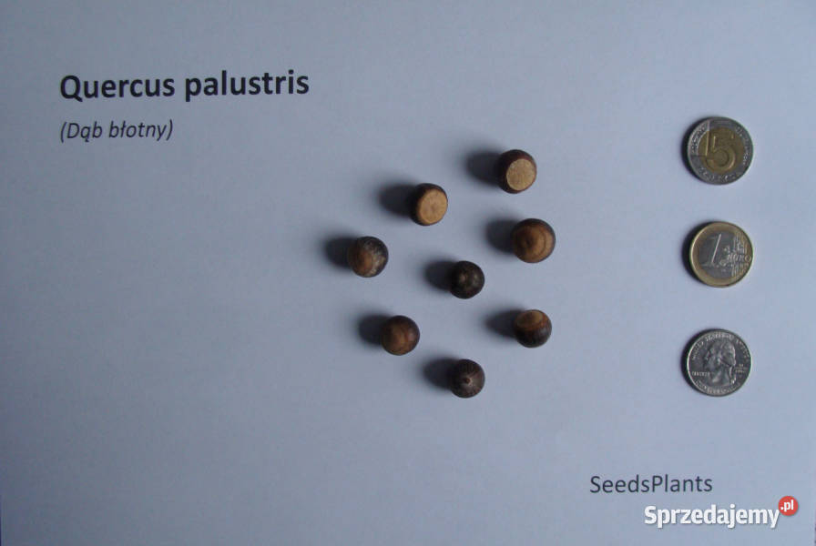 DĄB BŁOTNY Quercus palustris NASIONA 80 sztuk Lubanie