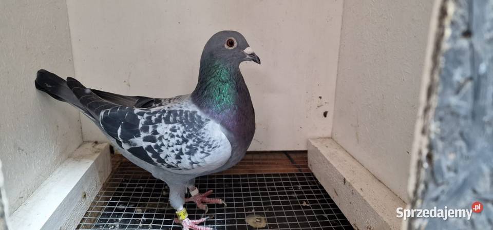 Sprzedaż gołębi pocztowych Jazgarzew