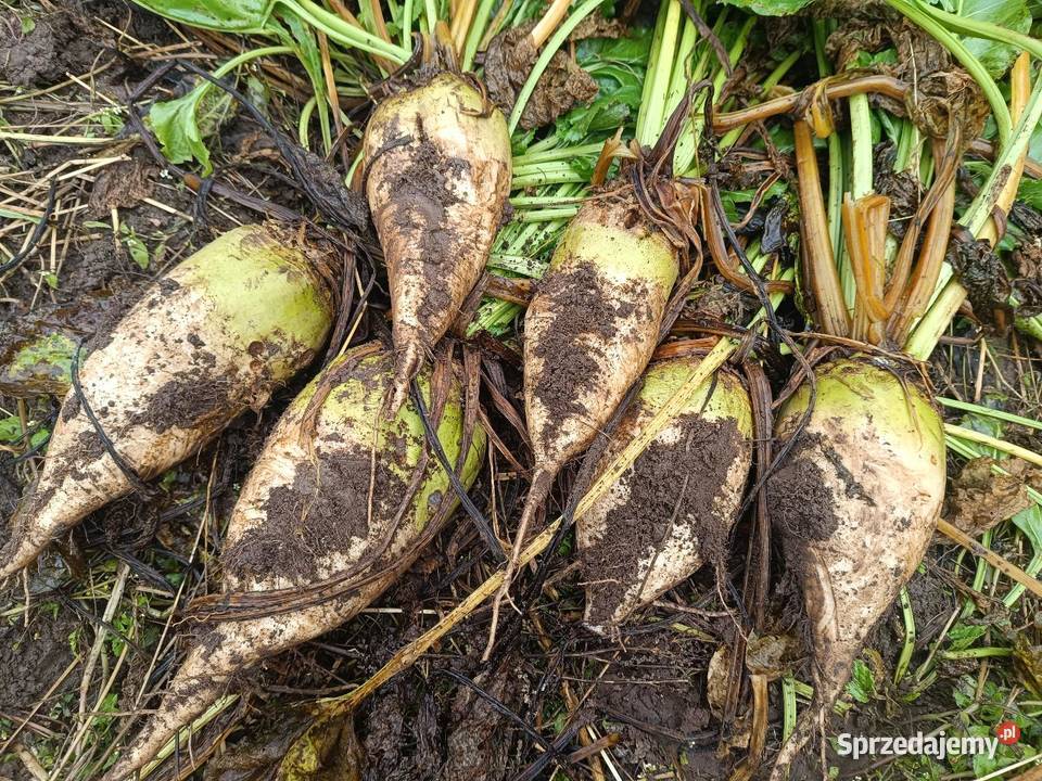 Buraki pastewne białe Niwnice