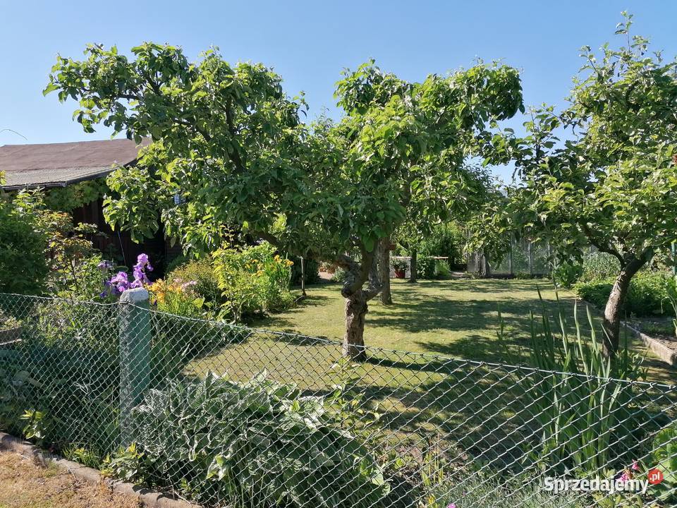 Sprzedam Działkę ROD imADomagalskiego Gdynia 400m2