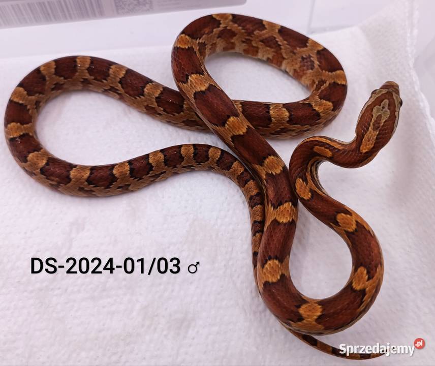 Wąż zbożowy classic het amel Anery Motley ph sprzedam