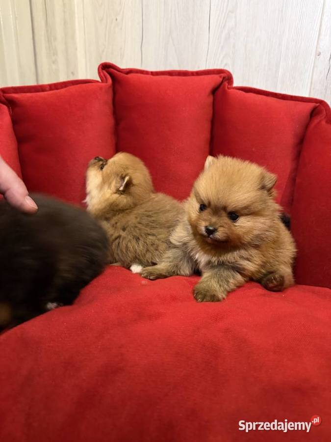 Pomeranian śliczne szczeniaczki łódzkie Zduńska Wola