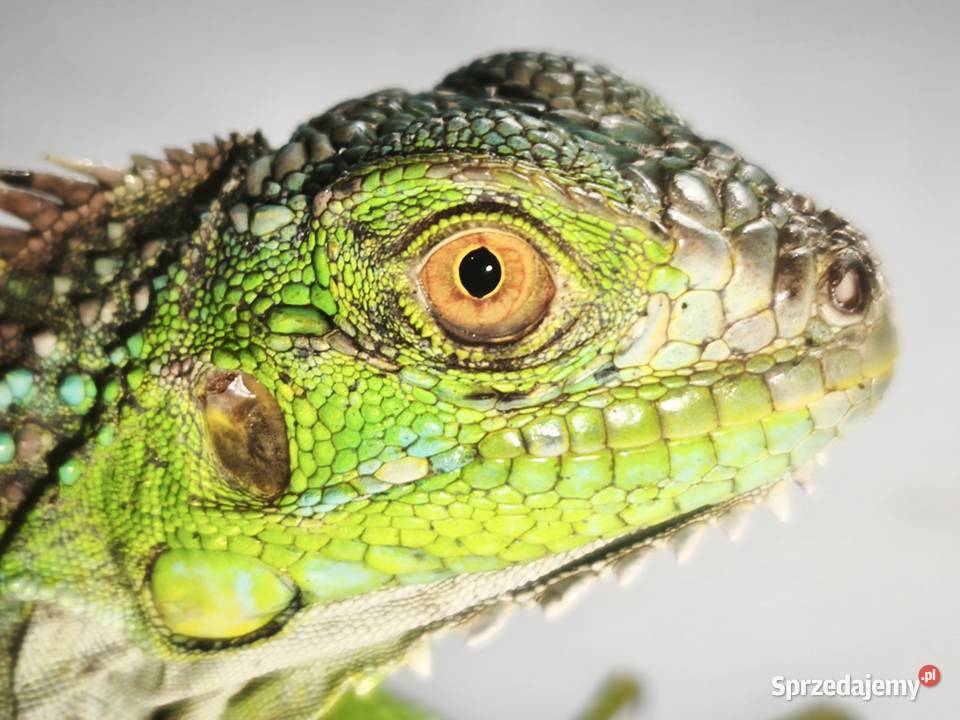 legwan zielony młody osobnik Gady i płazy sprzedam