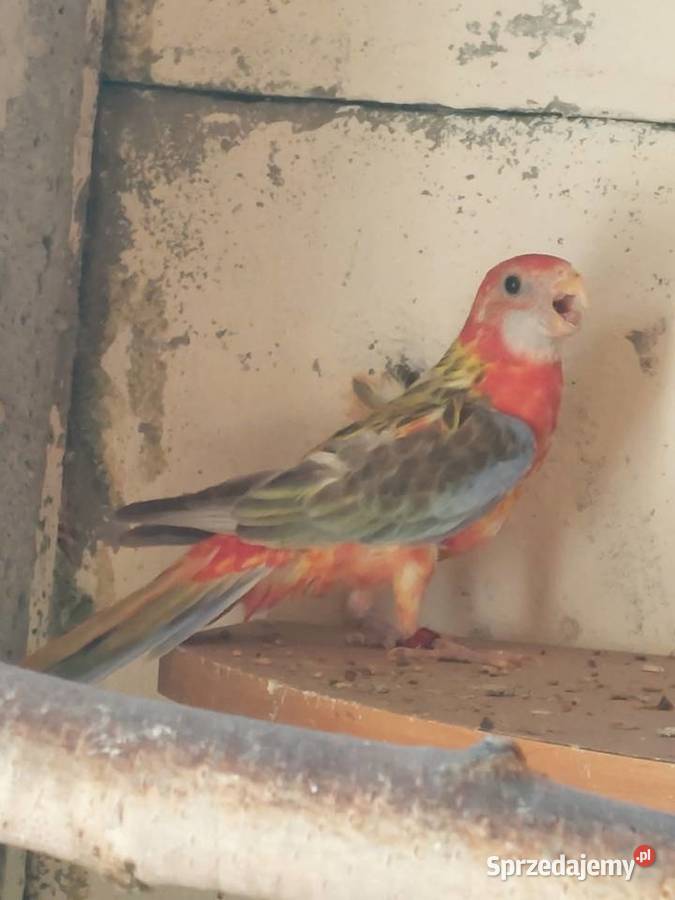 Rozelle ruodsterki sprzedam