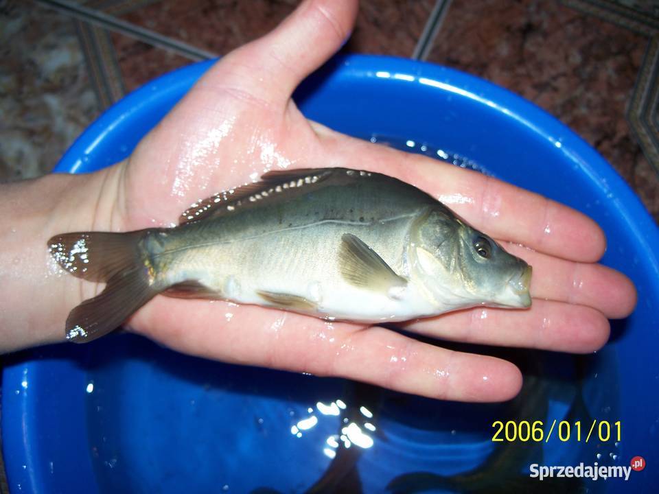 KARAŚ KOLOR KARP KOI AMUR TOŁPYGA LIN RYBY DO łódzkie Łódź