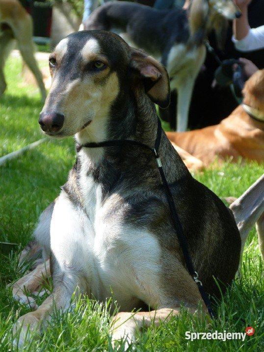 Chart polski rodowodowe szczenięta Leśniówka