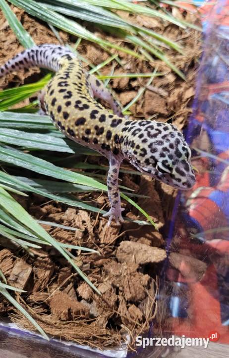 Gekon lamparci samczyk mazowieckie