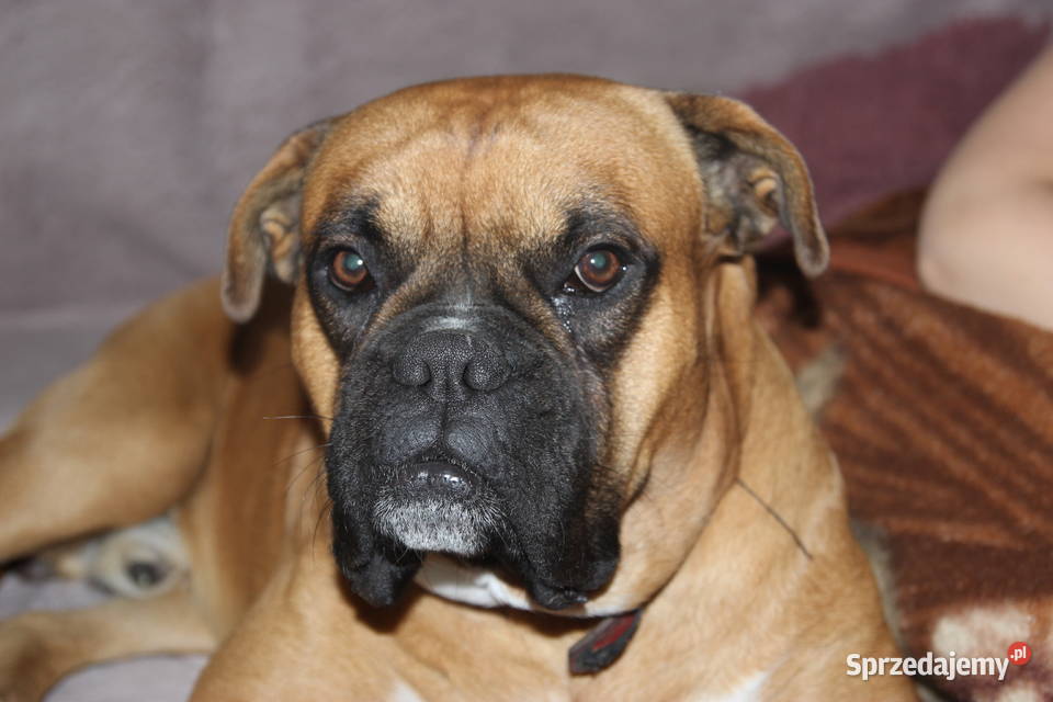 Szczeniak DRAGO Bokser z hodowli Family Bokser Łęczna