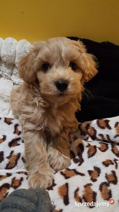MALTIPOO na gwiazdkę sprzedam
