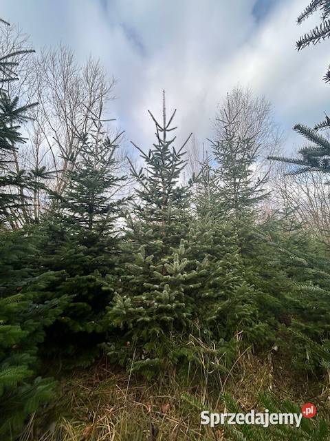 Choinki jodła kaukaska Konary sprzedam