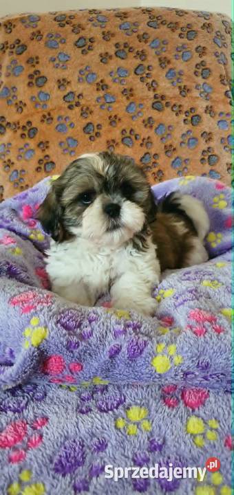 Śliczny Piesek Shih Tzu Puławy