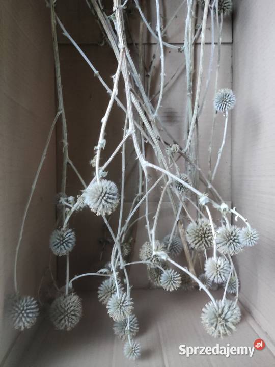Gałązki kulki ostu lubelskie