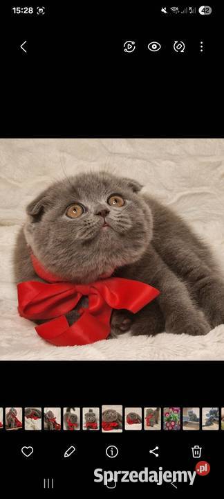 Kotek szkocki zwisłouchy Koty mazowieckie Marki sprzedam