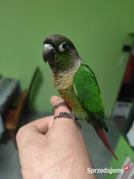 Rudosterka zielonolica Kisielów