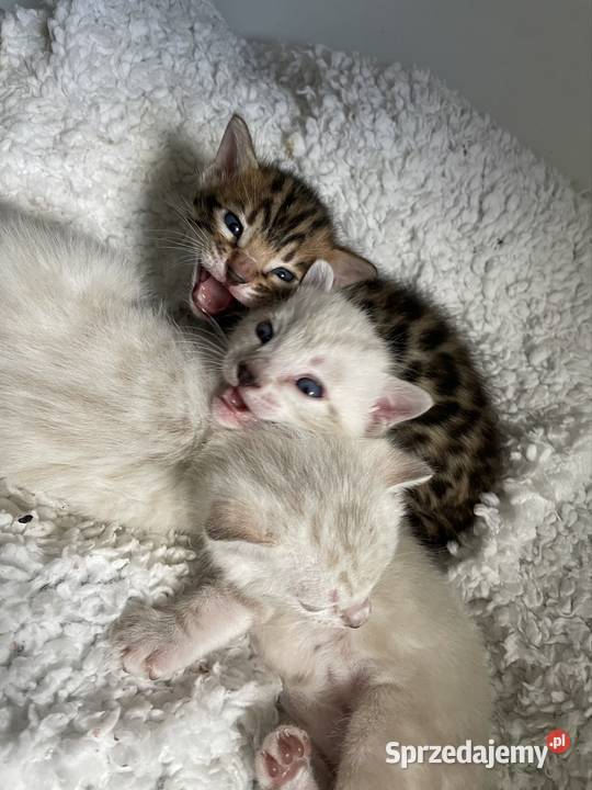 Kocięta bengalskie śnieżne śląskie Lubliniec