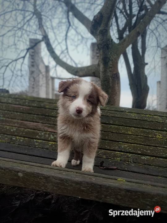 Border collie szczeniaki lubelskie Hrubieszów