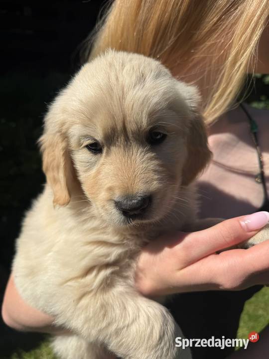 Suczka Golden Retriever FCI ZKwP