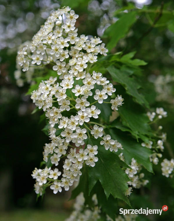 JARZĄB BREKINIA Sorbus torminalis NASIONA 400 Lubanie