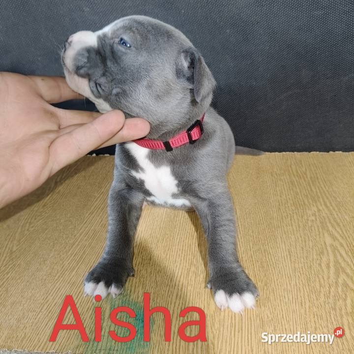 American PitBull Terrier Żupawa