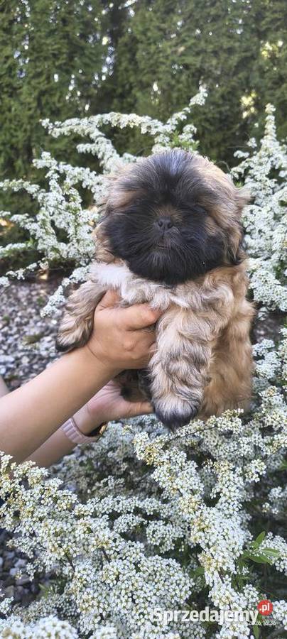 Szczeniak shihtzu