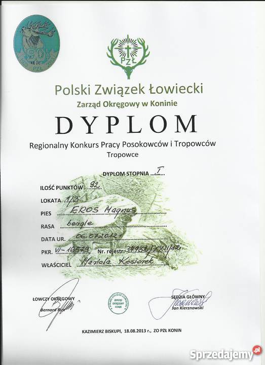 beagle szczenięra z rodowodem ZKwP FCI Bednary