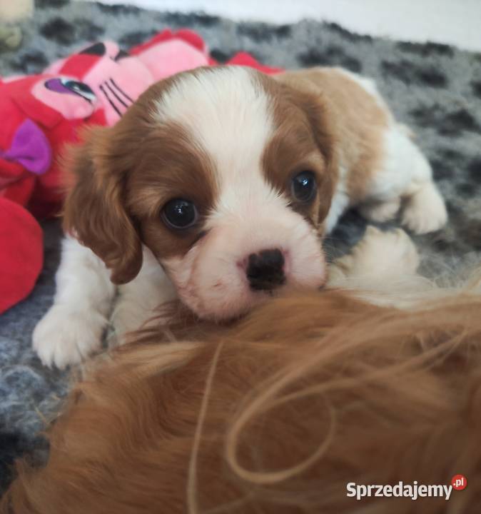 Cavalier king charles spaniel FCI ZKwP Klonowo