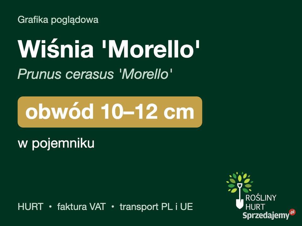 Wiśnia Morello Prunus cerasus obwód 1012 w