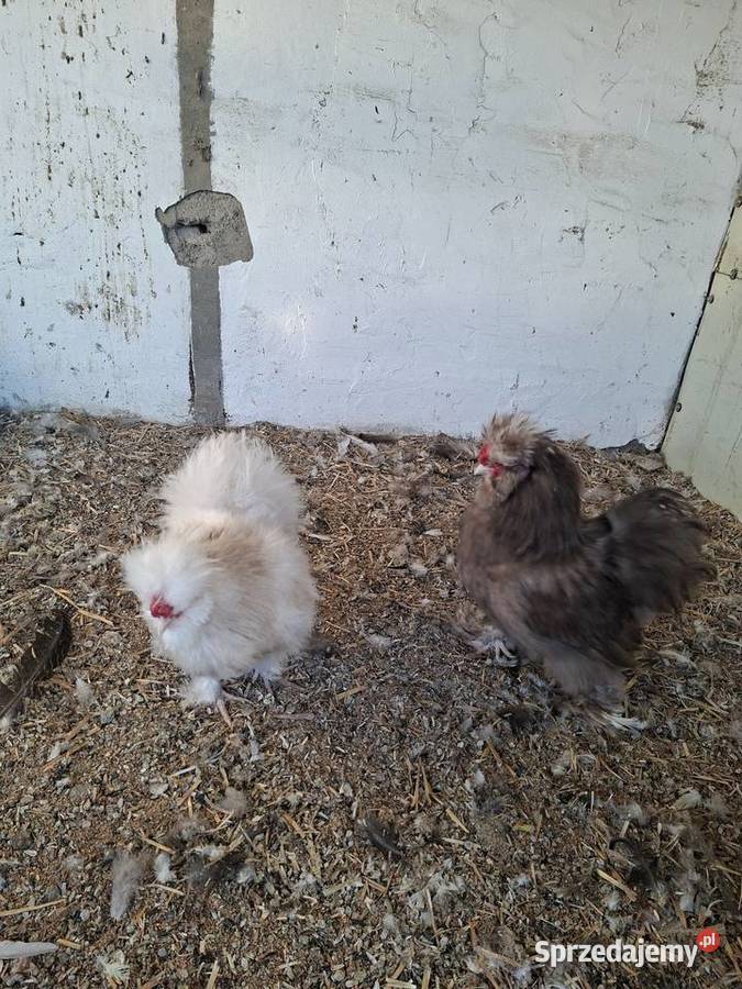 Kogutki silki 2025 sprzedam