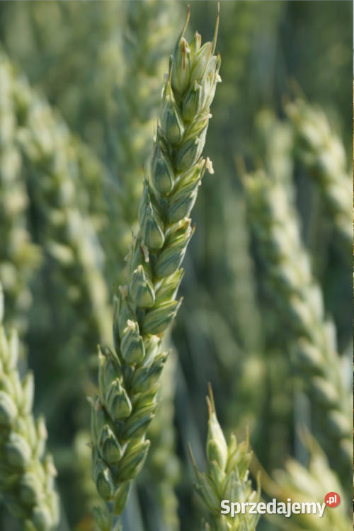 Pszenica ozima Promienna Euforia Zboża Człuchów