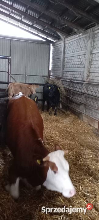 Jałówki do dalszej chodowli sprzedam