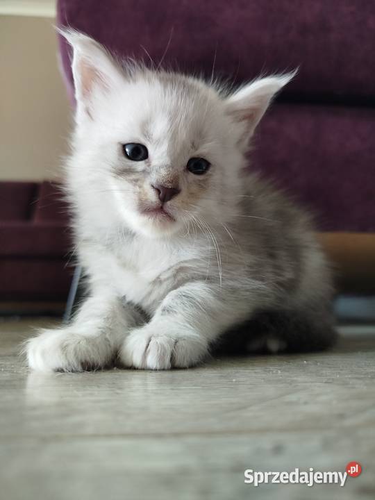 Jasper kocur Maine Coon kujawsko-pomorskie Szembruk