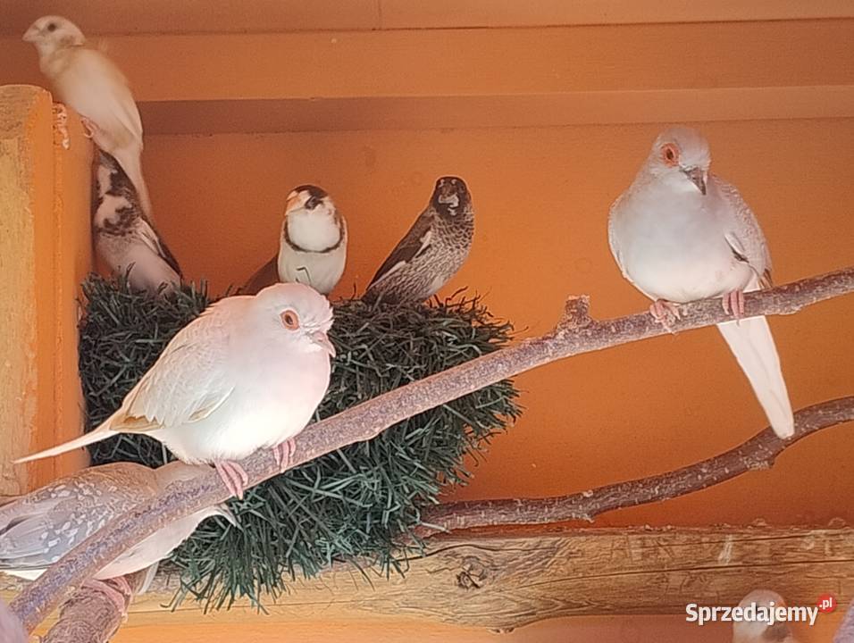 Mewki japońskie Blachownia