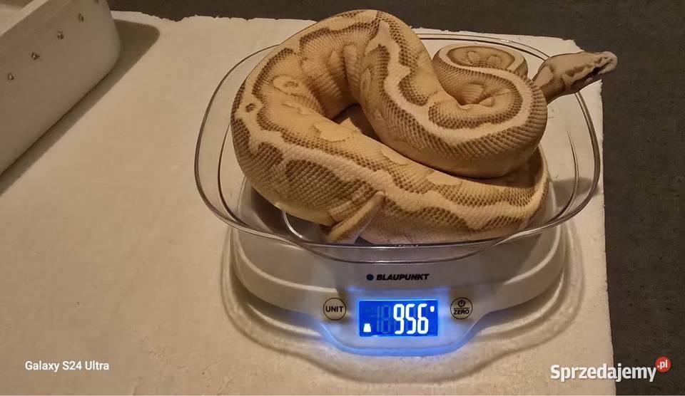 Ret Stripe Pastel YB Lesser Het clown Puławy