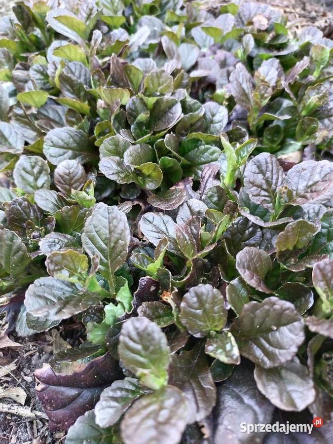 Dąbrówka bylina zapewniająca sadzonka Jaworzno