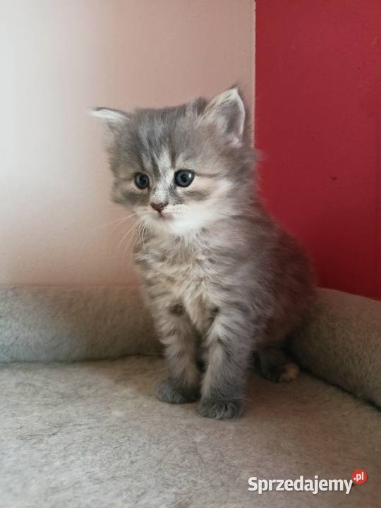 Śliczna Niebieska Kotka Syberyjska PZFWCF Xanti Sochaczew