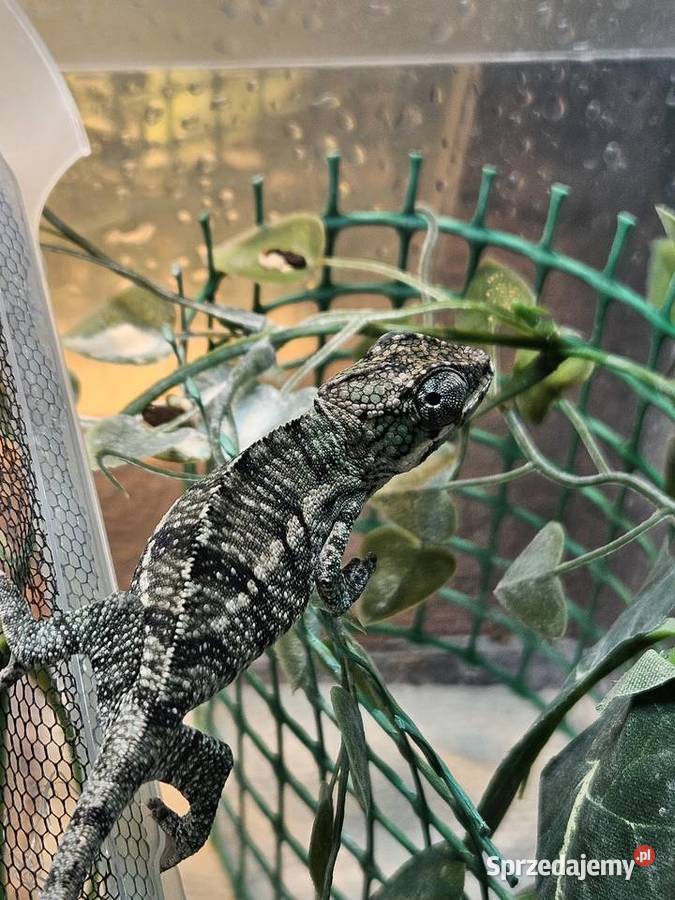Kameleon lamparci Nosy Be True Blue Furcifer dolnośląskie