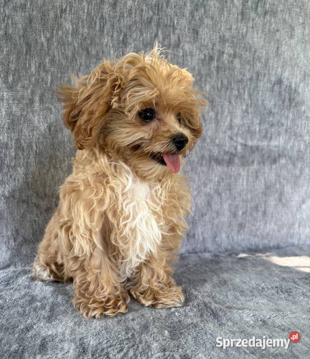 Wyjątkowe szczeniaki sunie Maltipoo F1 ojciec Garwolin