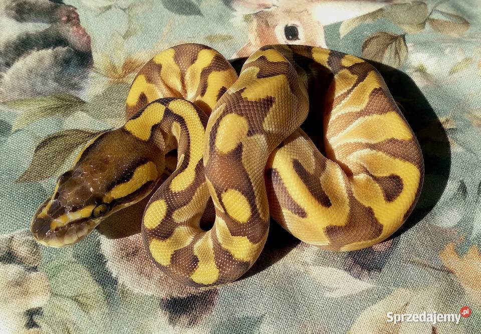 Wąż pyton królewski Python regius Enchi Lesser Warszawa